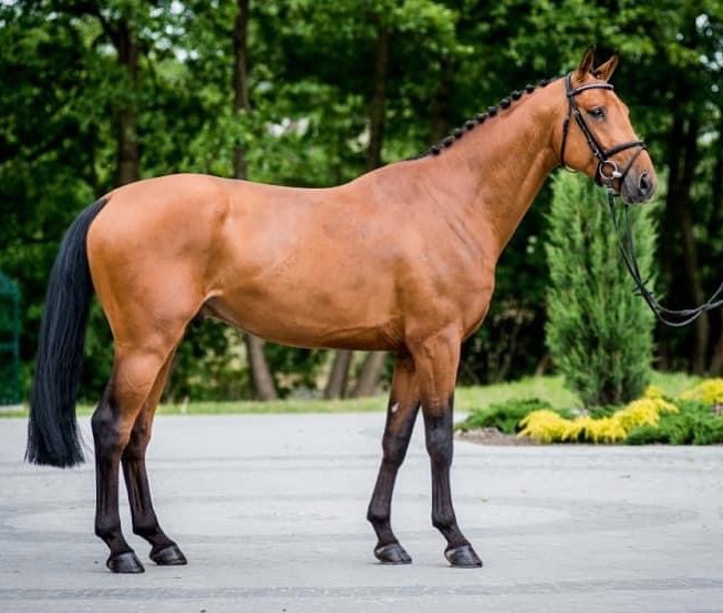 The Equine Asset Class: Capital Appreciation in Thoroughbreds and Warmbloods